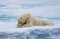 Large male polar bear laying on ice hiding his face