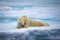 Large male polar bear laying on ice sleeping