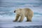 Large male polar bear standing on Ice near Spitsbergen