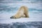 Large male polar bear stretching on ice while sleeping