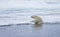 Large male polar bear struggles to climb up onto Ice near Spitsbergen