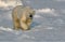 Large male polar bear walking,oil painting