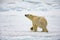 Large Male polar bear walks with nose in the air to sense prey