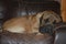 Large male purebred English Mastiff dog resting on an old chair