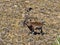 Large male rare Walia ibex, Capra walie in high mountains of Simien mountains national park, Ethiopia