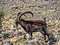 Large male rare Walia ibex, Capra walie in high mountains of Simien mountains national park, Ethiopia