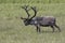 large male reindeer standing in a marshy tundra a summer day