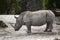 Large Male Rhinoceros
