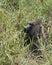 Large Male Savannah Baboon in Serengeti