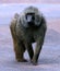 Large Male Savannah Baboon in Serengeti