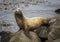 Large Male Sea Lion Urinates on Rock with Ocean and Kelp in Background