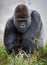 Large male silver back gorilla (gorilla gorilla gorilla) eating vegetation