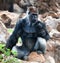 A large male silver of back gorilla sitting