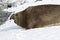 Large male southern elephant seal who crawled through the snow t