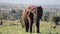 Large male specimen of African elephant walking through the African savannah of South Africa under the radiant sun