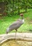 Large male stork resting inside a zoo