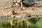 Large male tiger bathing in muddy lake