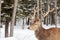 Large male wapiti