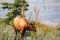 A large male wapiti stands near water