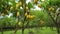 Large Mango Garden with yellow Mangoes on the trees.