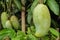 A large mango hangs in a beautiful garden. This is a delicious fruit. Mango is very dear to all the people of the world. It is