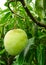 A large mango hangs in a beautiful garden. This is a delicious fruit. Mango is very dear to all the people of the world. It is