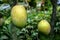 Large mango rows in the mango garden. This is a business garden. Raw mango pickles are a favorite of all.Bangladesh is one of the