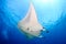 Large Manta Ray on a Coral Reef