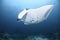 Large manta ray gliding over