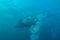 Large manta swims close to the camera, Maldives