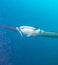 Large manta swims close to the camera, Maldives