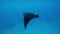 A large Manta swims right past me