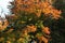 A large maple tree with colorful foliage.Pictorial image of green red orange yellow leaves against the sky.