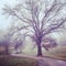 Large Maple Tree on a farm road in the fog