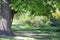 A large maple tree with green leaves in the flowering period