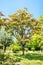 Large maple tree on sunny summer day in green park