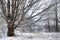 Large maple tree in winter landscape.