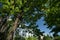 Large maple trees framing new apartment buildings in Redmond town center - 1