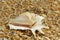 Large marine mollusk shell Lambis lambis