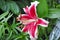 Large Maroon lily after the rain