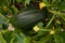 Large marrow cultivated in a raised bed