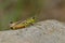 Large marsh grasshopper