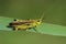 Large marsh grasshopper in the New Forest