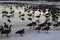 Large massed flock Canada Geese open lake water winter