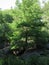 Large massive stone boulders at the foot of a small rare coniferous tree