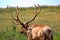 Large mature Bull Elk