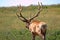 Large mature Bull Elk