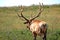 Large mature Bull Elk