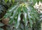 Large and mature green leaves pf Philodendron Goeldi