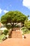 Large mature Pine tree